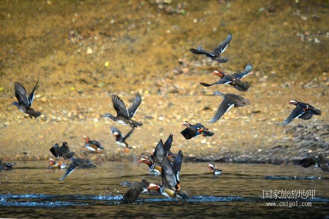 進(jìn)入初冬，大批野生鴛鴦陸續(xù)飛抵江西婺源縣賦春鎮(zhèn)鴛鴦湖越冬，小精靈們?cè)诤嫔匣蛳嗷ヒ蕾?、卿卿我我；或隨波逐流、嬉戲打鬧，悠閑自在生活在青山綠水之間，優(yōu)良的水域和豐富的湖畔闊葉林，為鴛鴦過冬提供良好生存環(huán)境，婺源鴛鴦湖已成為亞洲最大的野生鴛鴦越冬棲息地。（攝于12月4日下午）
